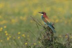 Gruccione_Merops-apiaster-_DSC6297