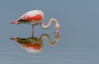 Fenicottero Fenicottero