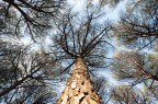 Mi ritrovai per una selva... Mi ritrovai per una selva...