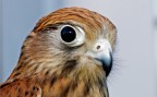 Rapace Rapace