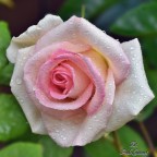 la Rosa la Rosa