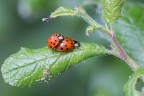 Coccinella arlecchino in accoppiamento Coccinella arlecchino in accoppiamento