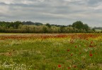 La campagna ed i suoi colori.. La campagna ed i suoi colori..