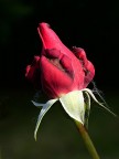 *** Rossa *** *** Rossa ***