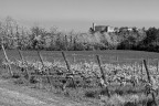 Passeggiando fra le vigne Passeggiando fra le vigne