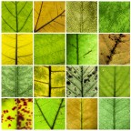 Puzzles - Same topic different subjects 06