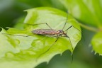 Tipulidae Tipulidae