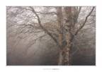 Low Mist Low Mist