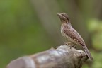 Torcicollo Torcicollo