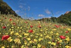 Un campo fiorito Un campo fiorito