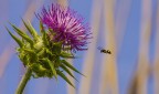 In volo In volo