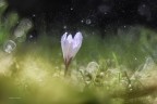 Un raggio di sole tra la pioggia Un raggio di sole tra la pioggia