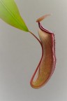 Nepenthes..