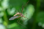 Ragno Tetragnatha con preda Ragno Tetragnatha con preda