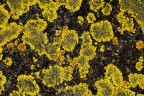 Lichene su cemento Lichene su cemento