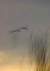 volo essenziale volo essenziale
