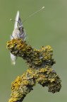 Licheni Licheni