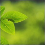 Verde Verde