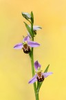 Ophrys apifera Ophrys apifera