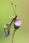 Libelloides Libelloides