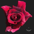 Rosa 3 Rosa 3