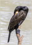 Cormorano Cormorano