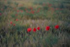 Poppy flower_DSC7420 Poppy flower_DSC7420