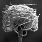 Seme della Clematide..