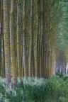 ALBERI ALBERI