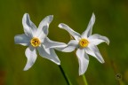 FLEUR