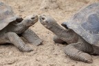 Bacio ancestrale Bacio ancestrale