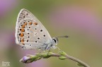 Polyommatus icarus Polyommatus icarus