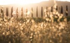 cipressi al tramonto