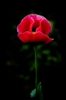 Papaver Somniferum...