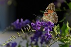 Vanessa Vanessa