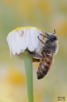 Apis mellifera