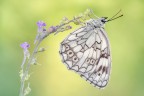 Melanargia galathea Melanargia galathea