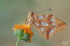 Issoria lathonia Issoria lathonia