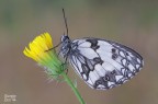 Melanargia galathea