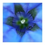 macro macro