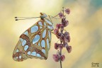 Issoria lathonia Issoria lathonia
