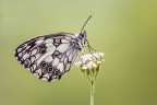 Melanargia Melanargia