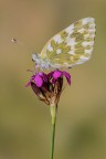 Pontia edusa Pontia edusa