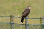 Falco pecchiaiolo Falco pecchiaiolo