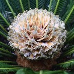 Il fiore della Cycas