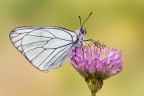 Aporia crataegi Aporia crataegi
