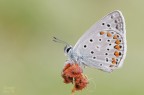 Polyommatus icarus