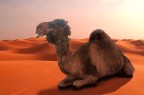 In the desert In the desert