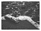 emozioni spiaggiate emozioni spiaggiate