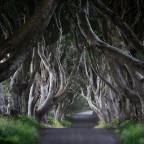 The dark hedges